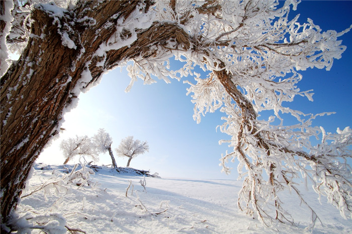 1513685543086057765.jpg 图九:雪中胡杨.jpg