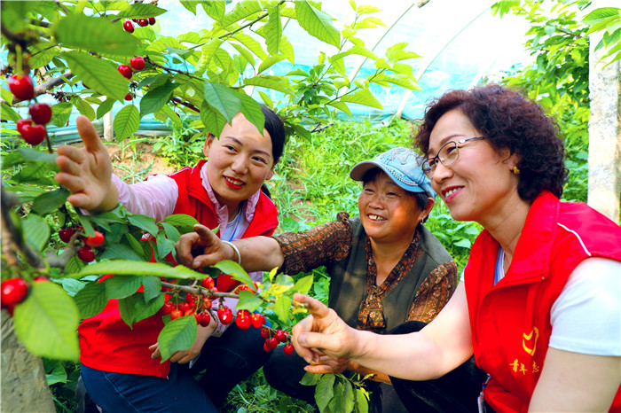 2.“红了樱桃、绿了芭蕉”。夏至将至，和硕县特吾里克镇光明中心社区居民杨恭玉家樱桃已经成熟，一个个红彤彤、圆润润，惹人喜爱，吸引了许多游客来采摘、品尝。(和硕县纪委监委  王子阳 摄）.jpg